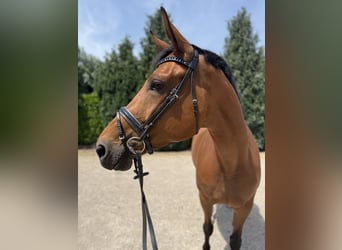 KWPN, Stute, 5 Jahre, 171 cm, Brauner