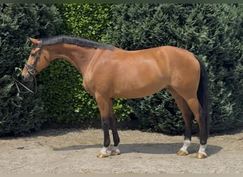 KWPN, Stute, 5 Jahre, 171 cm, Brauner