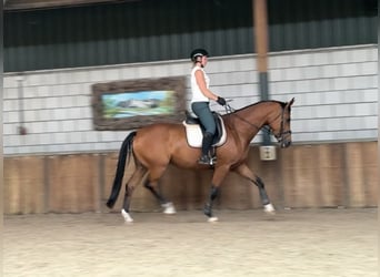KWPN, Stute, 5 Jahre, 171 cm, Brauner