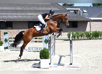 KWPN, Stute, 5 Jahre, 171 cm, Brauner