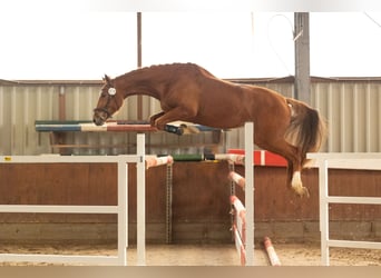 KWPN, Stute, 5 Jahre, 171 cm, Fuchs