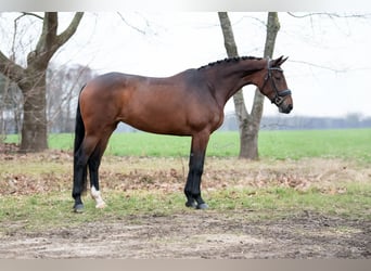 KWPN, Stute, 5 Jahre, 171 cm, Hellbrauner