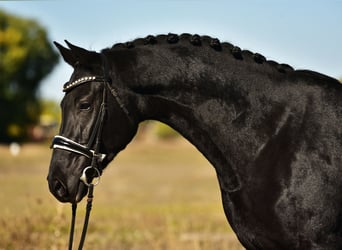 KWPN, Stute, 5 Jahre, 171 cm, Rappe KWPN, Stute, 5 Jahre, 171 cm, Rappe