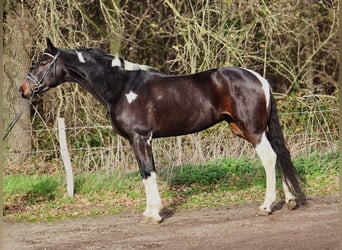 KWPN, Stute, 5 Jahre, 171 cm, Schecke