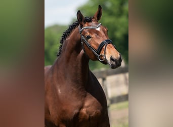 KWPN, Stute, 5 Jahre, 172 cm, Brauner