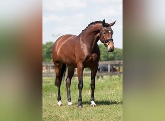 KWPN, Stute, 5 Jahre, 172 cm, Brauner