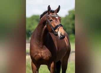 KWPN, Stute, 5 Jahre, 172 cm, Brauner