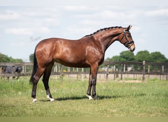 KWPN, Stute, 5 Jahre, 172 cm, Brauner