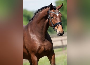 KWPN, Stute, 5 Jahre, 172 cm, Brauner
