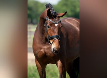 KWPN, Stute, 5 Jahre, 172 cm, Brauner