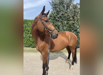 KWPN, Stute, 5 Jahre, 172 cm, Brauner