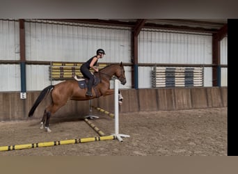 KWPN, Stute, 5 Jahre, 172 cm, Brauner