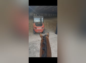 KWPN, Stute, 5 Jahre, 172 cm, Brauner