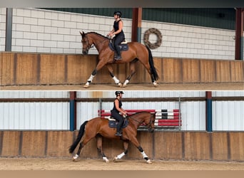 KWPN, Stute, 5 Jahre, 172 cm, Brauner