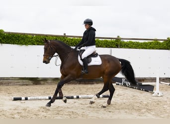 KWPN, Stute, 5 Jahre, 172 cm, Dunkelbrauner