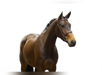 KWPN, Stute, 5 Jahre, 172 cm, Dunkelbrauner