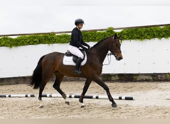 KWPN, Stute, 5 Jahre, 172 cm, Dunkelbrauner