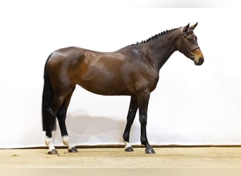 KWPN, Stute, 5 Jahre, 172 cm, Dunkelbrauner