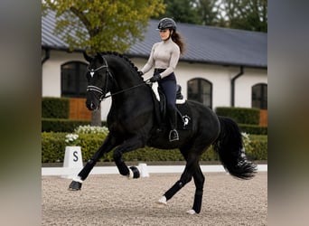 KWPN, Stute, 5 Jahre, 172 cm, Rappe