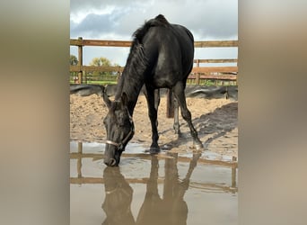 KWPN, Stute, 5 Jahre, 172 cm, Rappe KWPN, Stute, 5 Jahre, 172 cm, Rappe