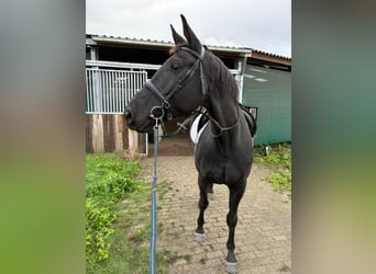 KWPN, Stute, 5 Jahre, 172 cm, Rappe KWPN, Stute, 5 Jahre, 172 cm, Rappe