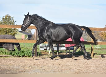 KWPN, Stute, 5 Jahre, 172 cm, Rappe