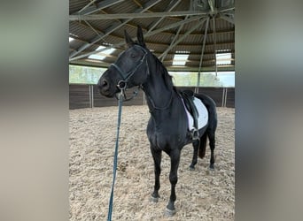 KWPN, Stute, 5 Jahre, 172 cm, Rappe KWPN, Stute, 5 Jahre, 172 cm, Rappe