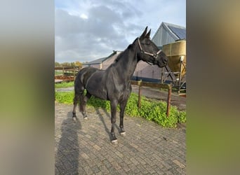 KWPN, Stute, 5 Jahre, 172 cm, Rappe KWPN, Stute, 5 Jahre, 172 cm, Rappe