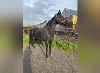 KWPN, Stute, 5 Jahre, 172 cm, Rappe KWPN, Stute, 5 Jahre, 172 cm, Rappe
