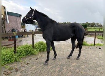 KWPN, Stute, 5 Jahre, 172 cm, Rappe KWPN, Stute, 5 Jahre, 172 cm, Rappe