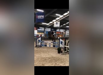 KWPN, Stute, 5 Jahre, 173 cm, Brauner