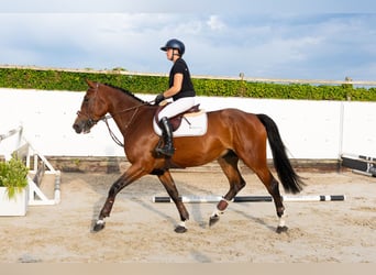 KWPN, Stute, 5 Jahre, 173 cm, Brauner