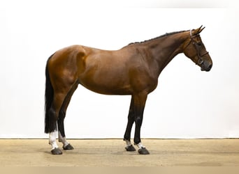 KWPN, Stute, 5 Jahre, 173 cm, Brauner