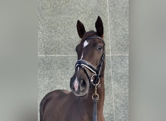 KWPN, Stute, 5 Jahre, 173 cm, Hellbrauner