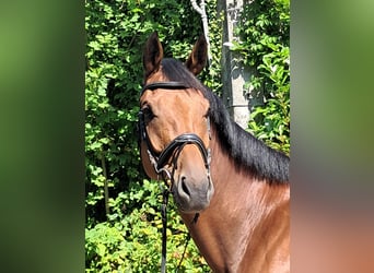 KWPN, Stute, 5 Jahre, 174 cm, Brauner