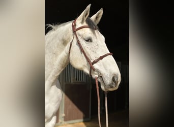 KWPN, Stute, 5 Jahre, 174 cm, Schimmel