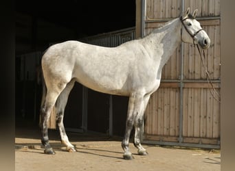 KWPN, Stute, 5 Jahre, 174 cm, Schimmel