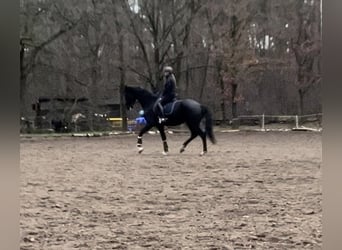 KWPN, Stute, 5 Jahre, 175 cm, Rappe