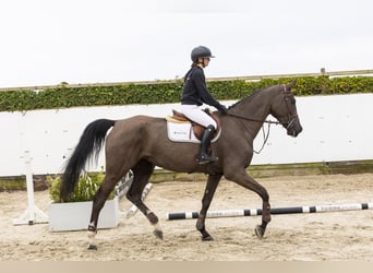 KWPN, Stute, 5 Jahre, 175 cm, Rappe