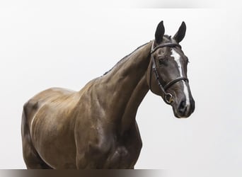 KWPN, Stute, 5 Jahre, 175 cm, Rappe