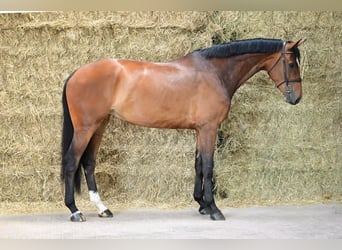 KWPN, Stute, 5 Jahre, 175 cm, Rotbrauner