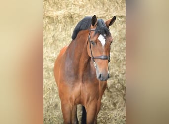 KWPN, Stute, 5 Jahre, 175 cm, Rotbrauner