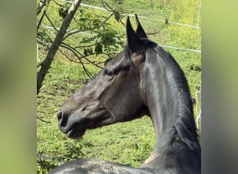 KWPN, Stute, 5 Jahre, 176 cm, Rappe