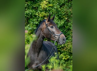 KWPN, Stute, 5 Jahre, 178 cm, Rappschimmel
