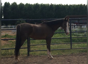 KWPN, Stute, 5 Jahre, Fuchs
