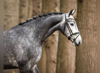 KWPN, Stute, 5 Jahre, Schimmel