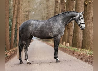 KWPN, Stute, 5 Jahre, Schimmel