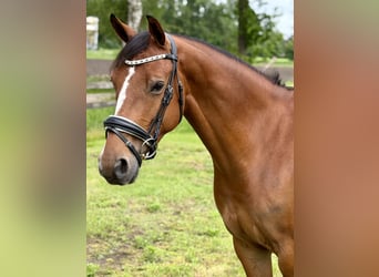 KWPN, Stute, 6 Jahre, 150 cm, Brauner