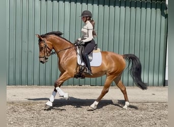 KWPN, Stute, 6 Jahre, 153 cm, Brauner