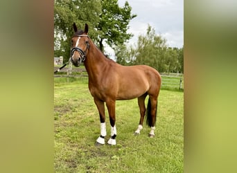 KWPN, Stute, 6 Jahre, 153 cm, Brauner
